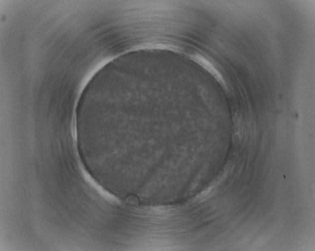 X0000076451084200610202329