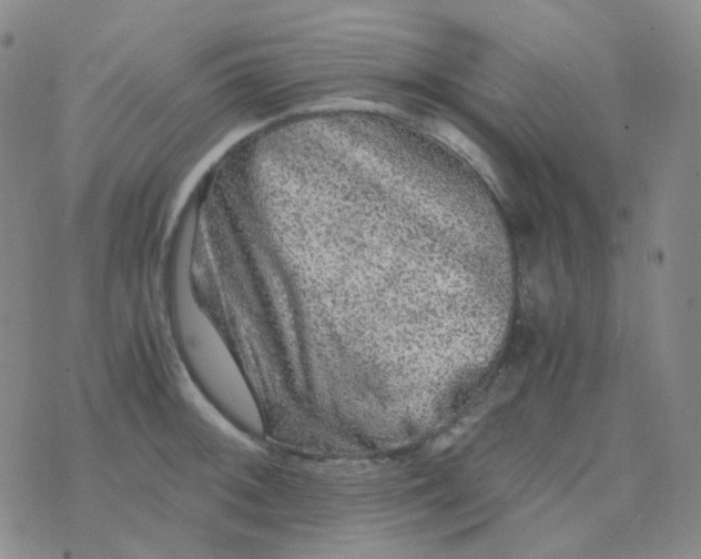 X0000076451092200610202329