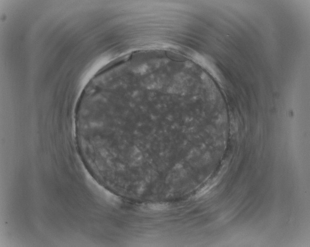 X0000076451095200610202329