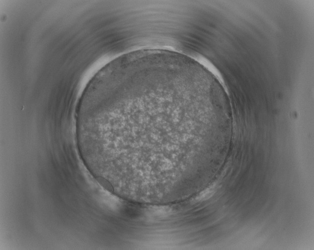 X0000076451096200610202328