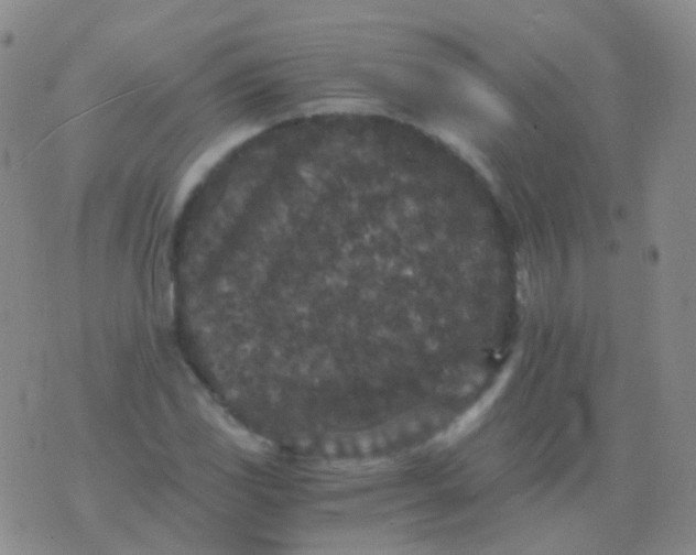 X0000076451117200610202328