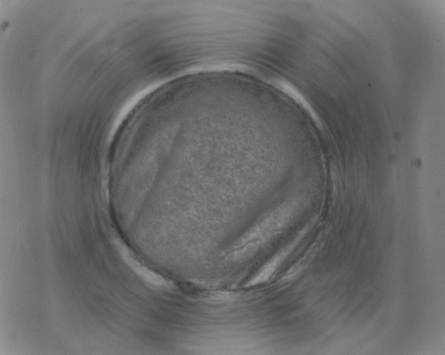 X0000076451124200610202328