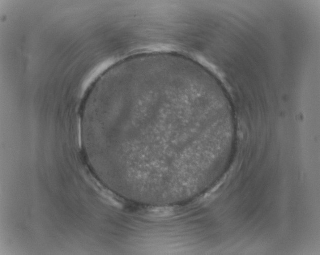 X0000076451171200610202327