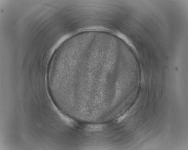 X0000076451237200610202327