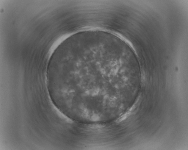 X0000076451239200610202327