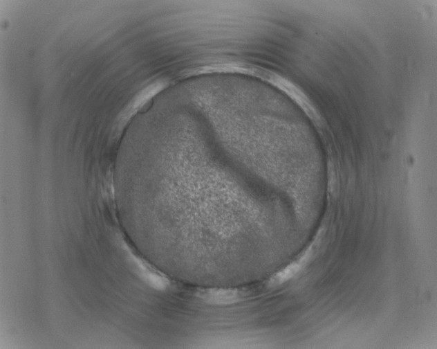 X0000076451241200610202327