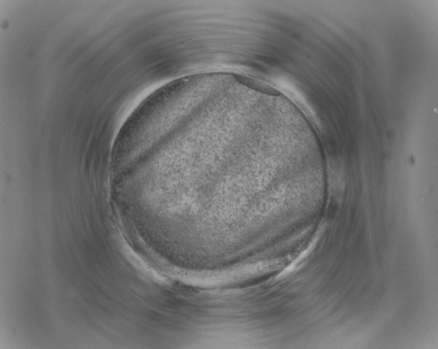 X0000076451244200610202327