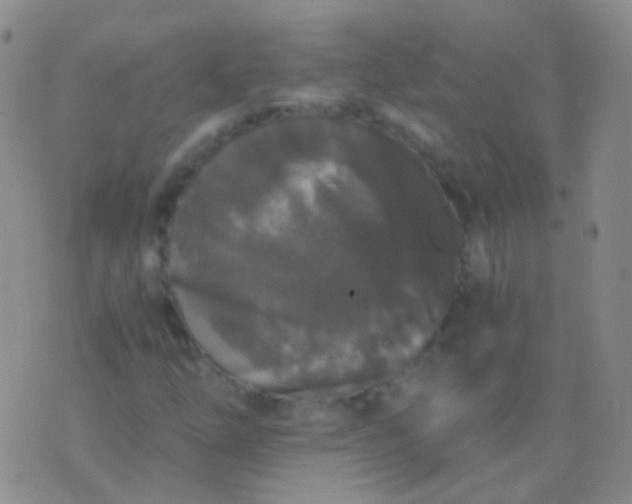 X0000076451254200610202326