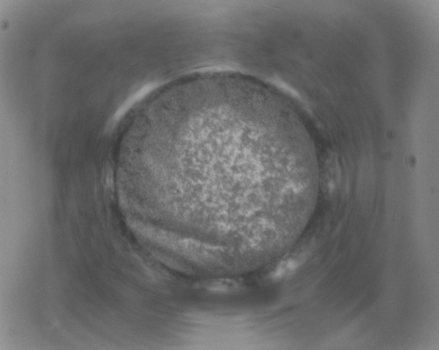 X0000076451255200610202326