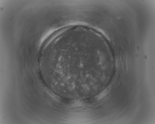 X0000076451263200610202326