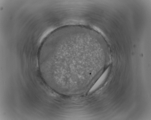 X0000076451267200610202326