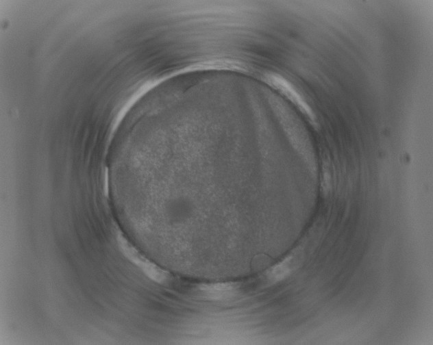 X0000076451276200610202326