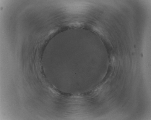 X0000076451297200610202325