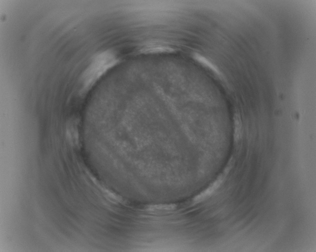 X0000076451305200610202325