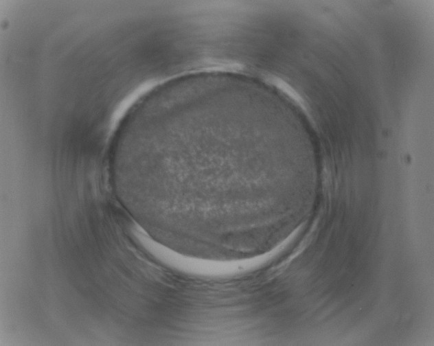 X0000076451310200610202325