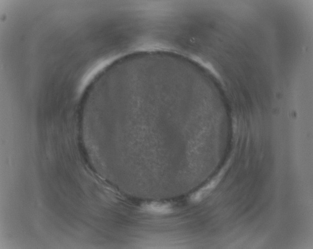 X0000076451311200610202325