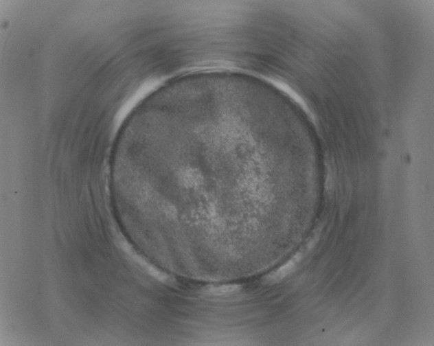 X0000076451325200610202325