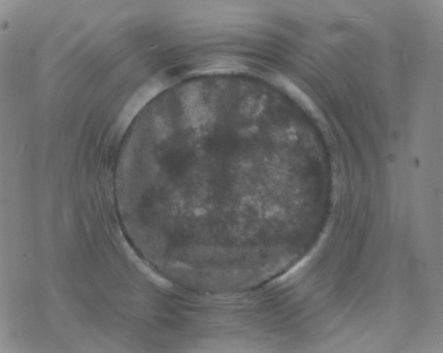 X0000076451329200610202325