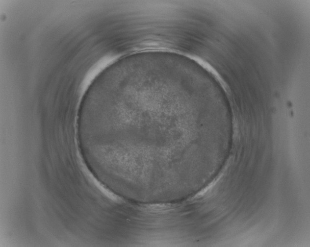 X0000076451333200610202325