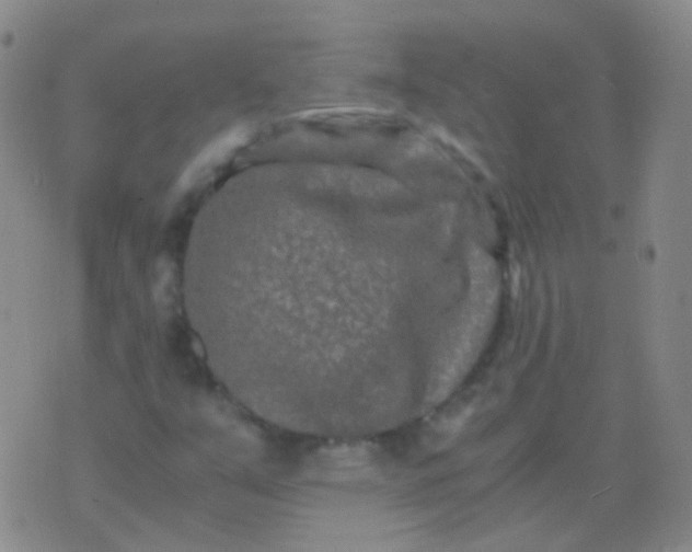 X0000076451351200610202324