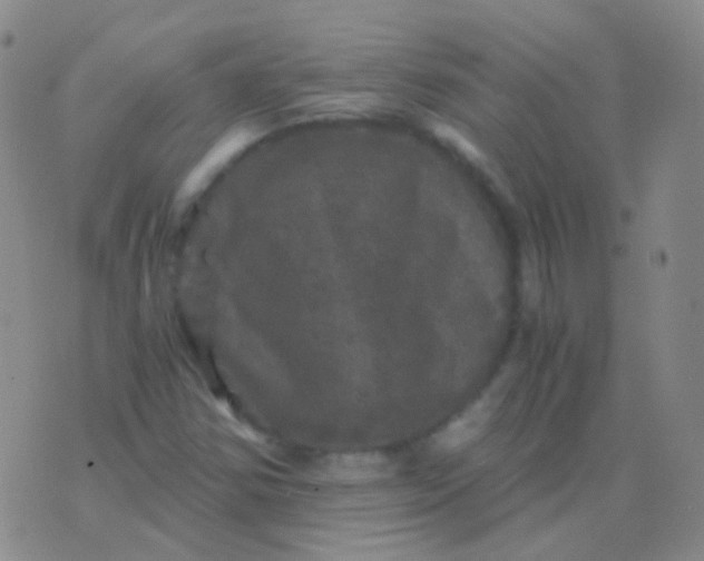 X0000076451354200610202324