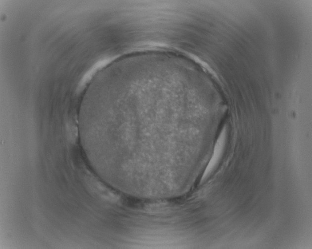 X0000076451363200610202324