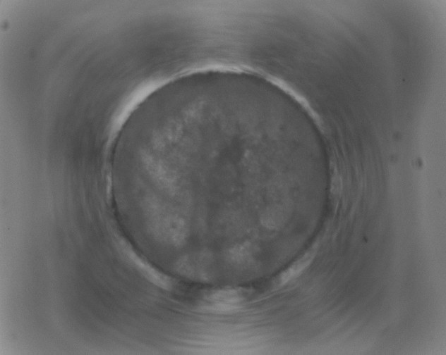 X0000076451367200610202324