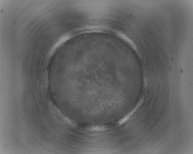 X0000076451411200610202323