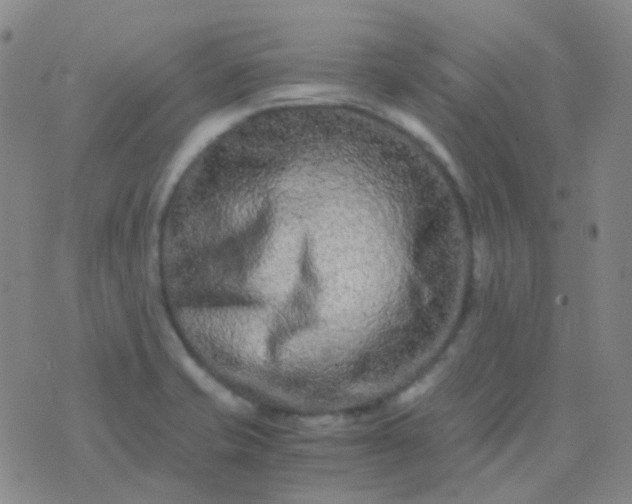 X0000076451421200610202323