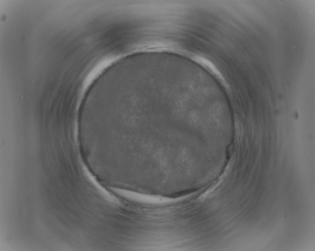 X0000076451424200610202323