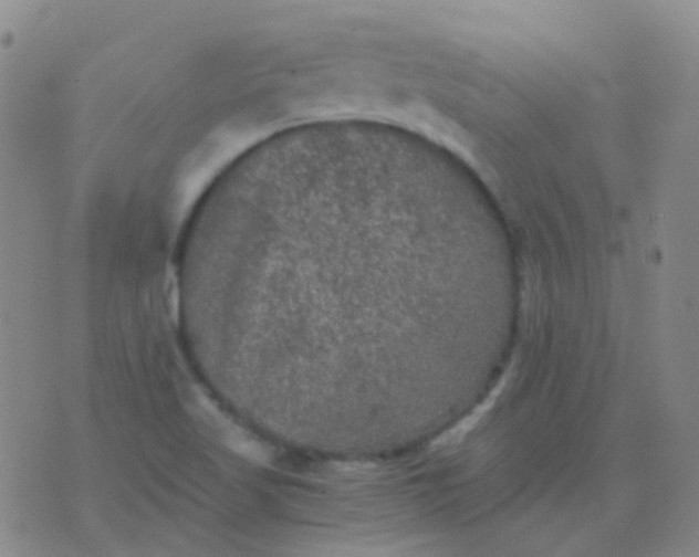 X0000076451509200610202322