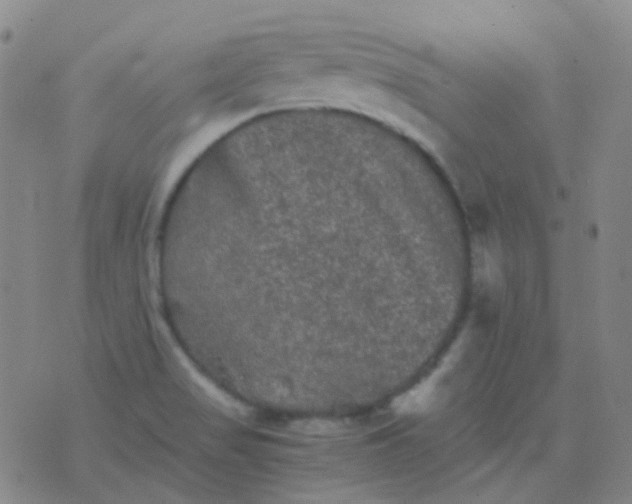 X0000076451517200610202322