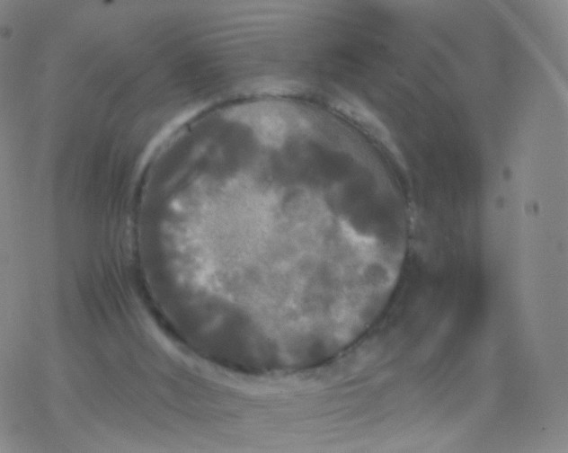 X0000076450012200610271835