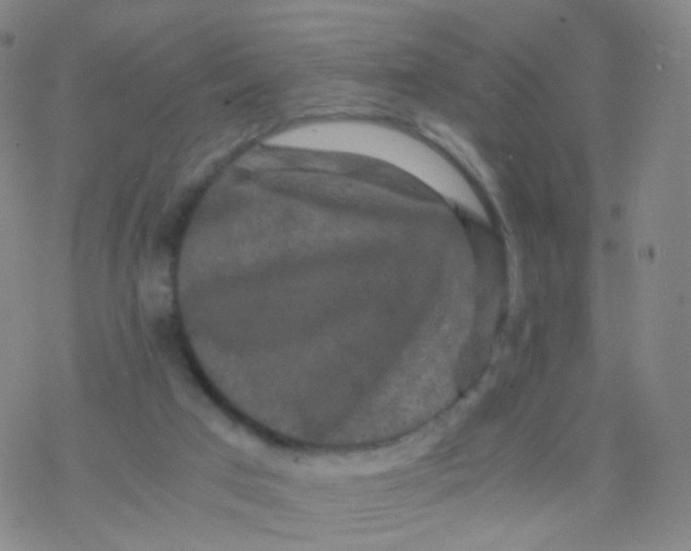 X0000076450017200610271835