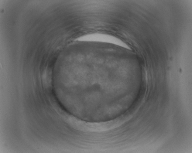 X0000076450030200610271835