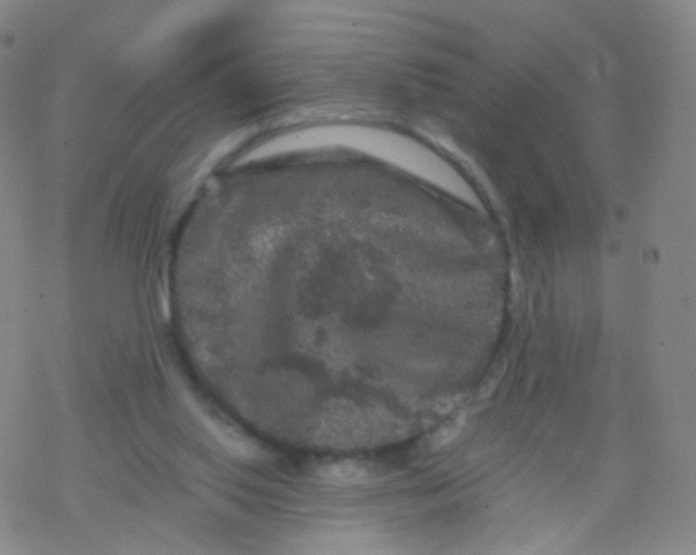 X0000076450062200610271834