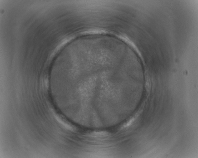 X0000076450063200610271834