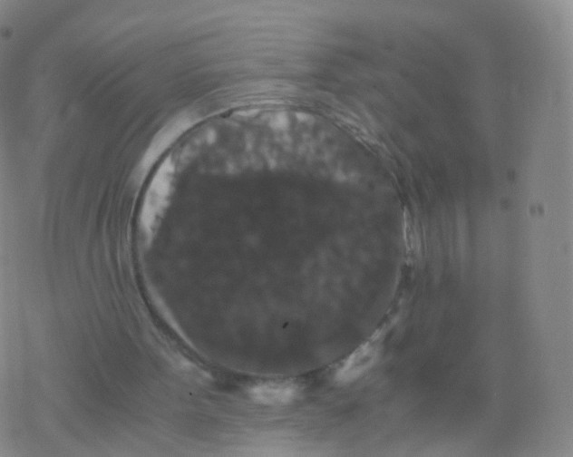 X0000076450099200610271834