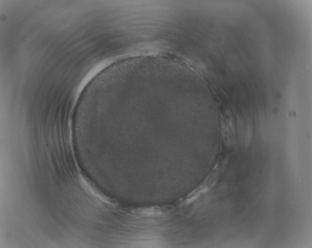 X0000076450100200610271834