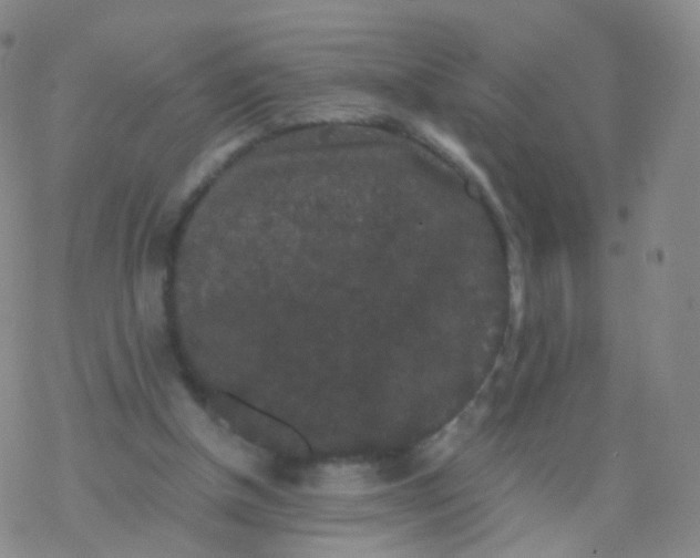 X0000076450154200610271833