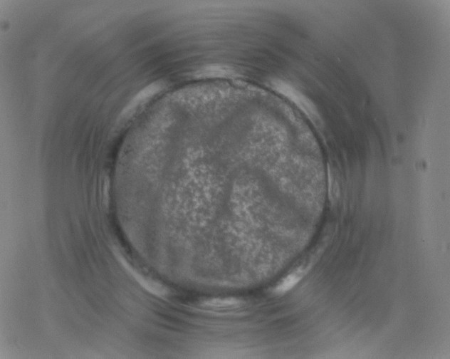 X0000076450157200610271833