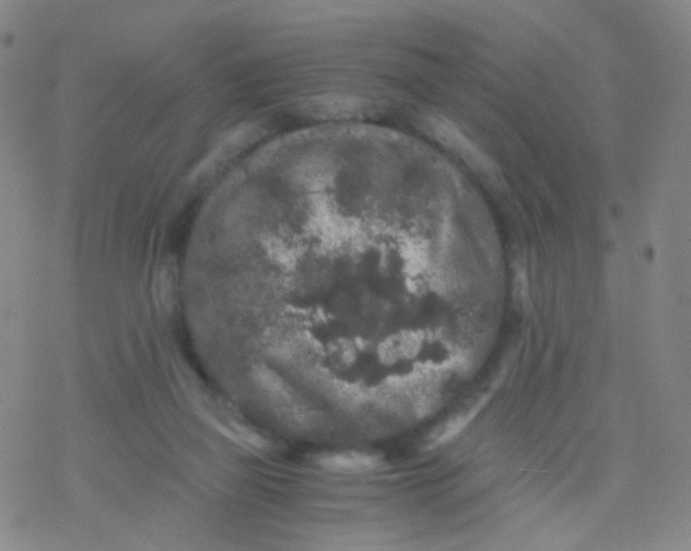 X0000076450165200610271833