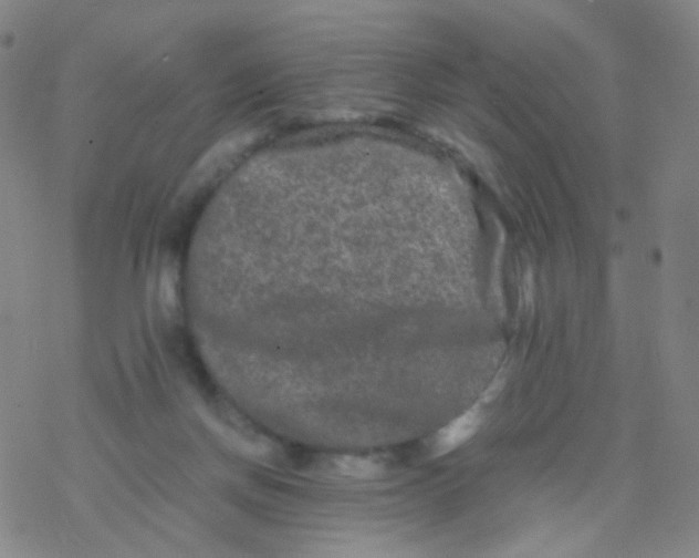 X0000076450166200610271833