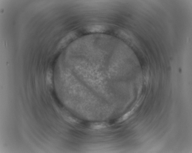 X0000076450175200610271833