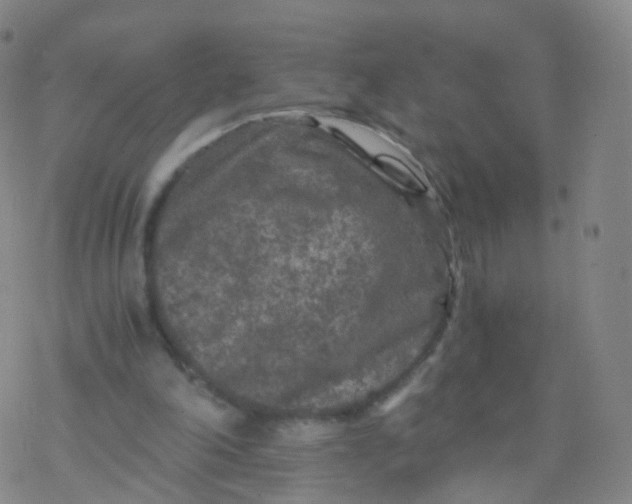 X0000076450198200610271832