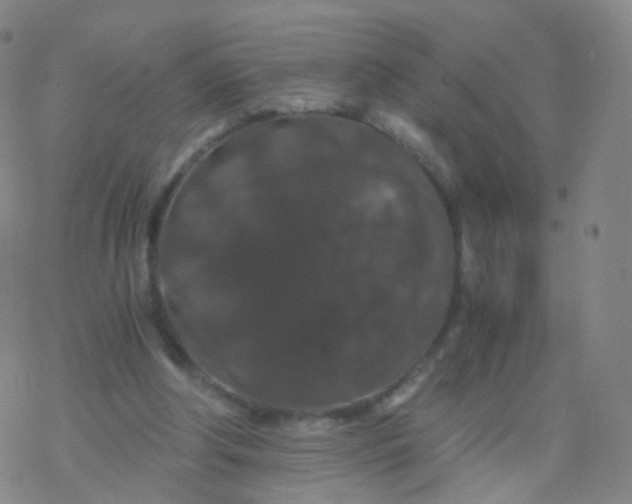 X0000076450202200610271832