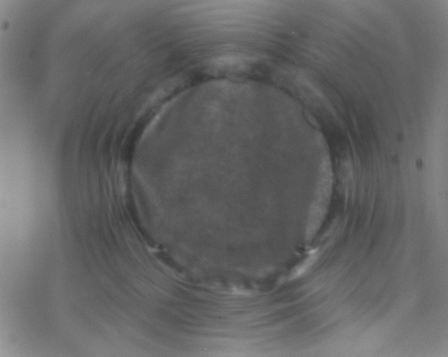 X0000076450232200610271832