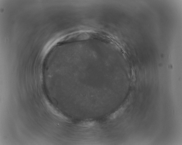 X0000076450247200610271831