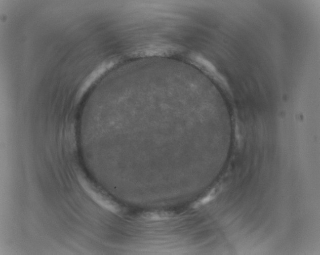 X0000076450250200610271831