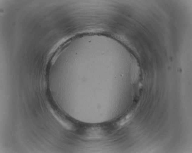 X0000076450252200610271831